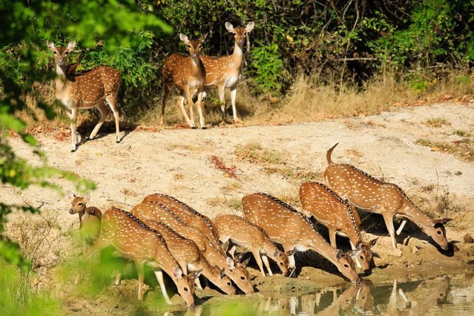Day Tour to Wilpattu National Park from Colombo - Food, breaks, and what to pack so the day stays pleasant