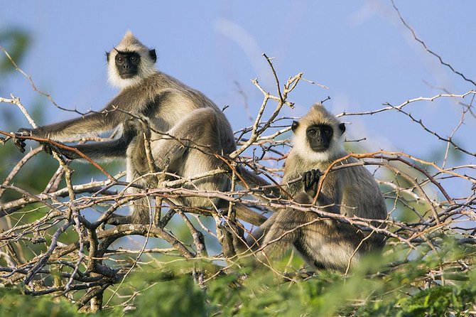Day Tour to Wilpattu National Park from Colombo - Transfers, rules, and wildlife etiquette that actually matters