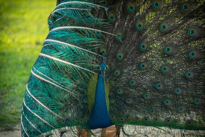 Day Tour to Wilpattu National Park from Colombo - 4x4 jeep safari, WiFi, king coconut: what’s included and what to expect