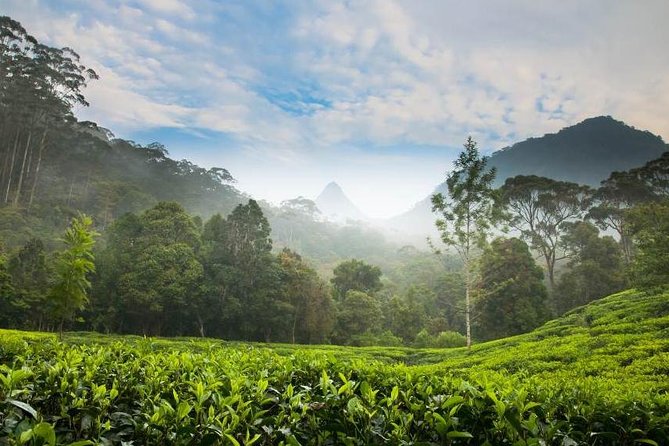 Day Trip to Nuwara Eliya with Kingfisher Tours - A 7:30 am start: Colombo to Nuwara Eliya without car rental