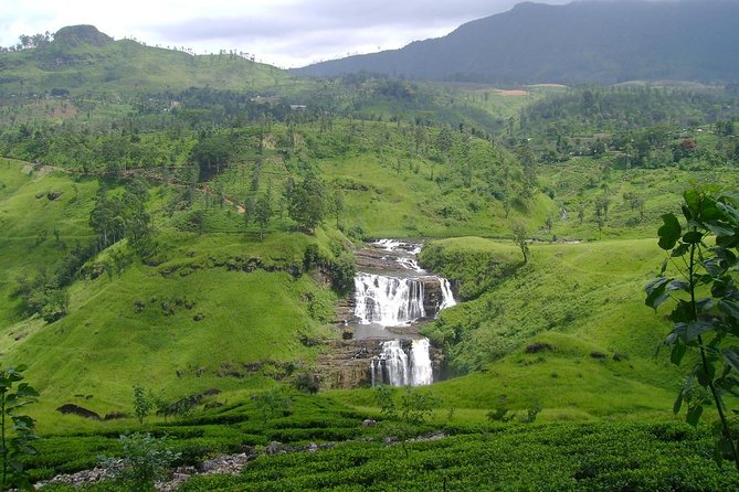 Day Trip to Nuwara Eliya with Kingfisher Tours - Pedro Tea Factory tasting: what you actually get to try