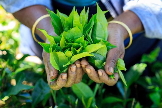 Day Trip to Nuwara Eliya with Kingfisher Tours - NGM Strawberry Farm: a cool high-country stop
