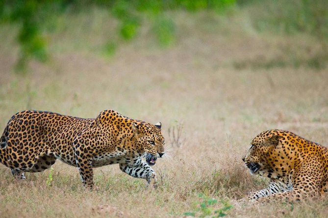 Exclusive : Overnight Leopard Safari with Luxury Glamping - From Colombo to Yala: the day starts organized