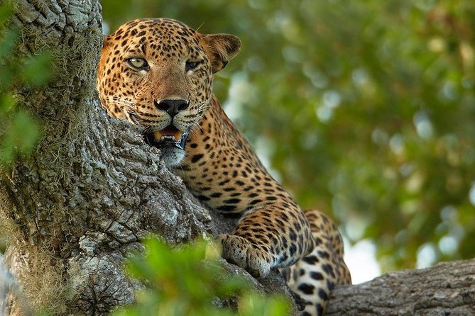 Exclusive : Overnight Leopard Safari with Luxury Glamping - Alfresco shower, campfire drinks, and dinner under the stars