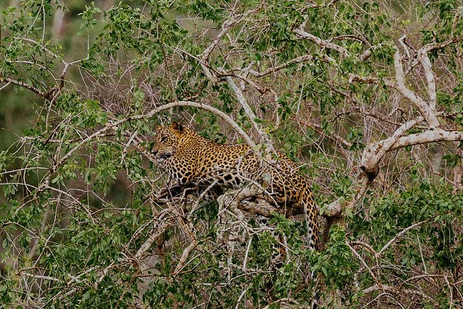 Exclusive : Overnight Leopard Safari with Luxury Glamping - Night sleeping: luxury tent comfort with a wildlife heartbeat