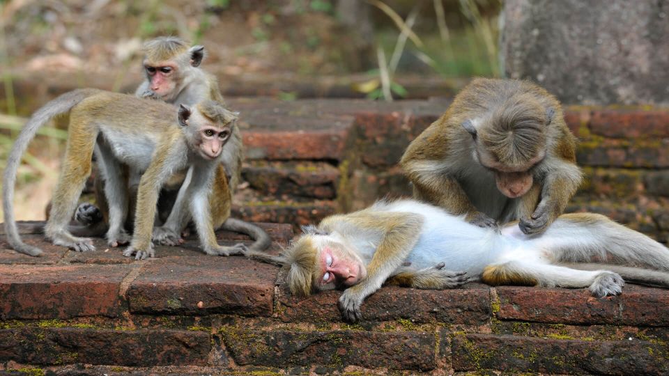 From Colombo: All Inclusive Sigiriya, Dambulla &Village Tour - What the $105 price really buys (and what to watch)