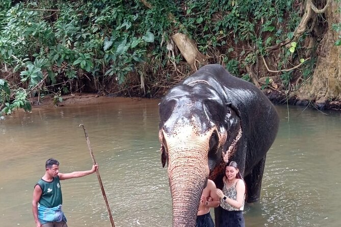From Colombo: Kandy and Pinnawala Full-Day Trip - Royal Botanical Gardens: your one-hour reset in the middle of Kandy