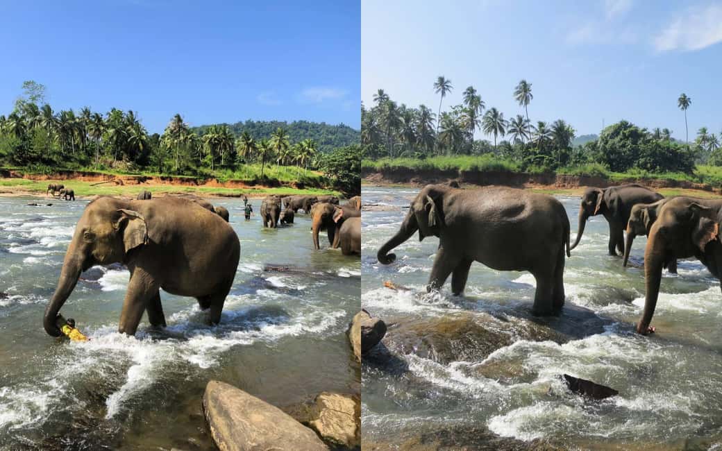 From Colombo: Kandy Temple of Tooth & Elephant Orphanage - Peradeniya Royal Botanical Gardens: Orchids and Giant Palms First