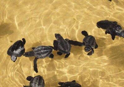From Colombo/Negombo: Galle, Madu River, and Turtle Hatchery - How the hotel pickup and air-conditioned ride sets your mood