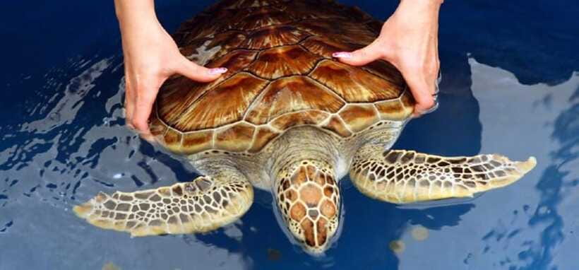 From Colombo/Negombo: Galle, Madu River, and Turtle Hatchery - Who should book this, and who should skip it
