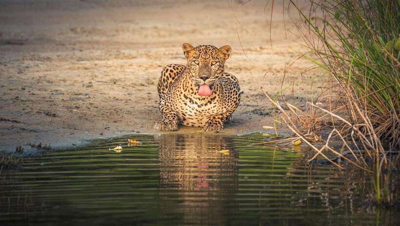 From Colombo/Negombo: Wilpattu National Park 4x4 Safari Tour - Key points before you go
