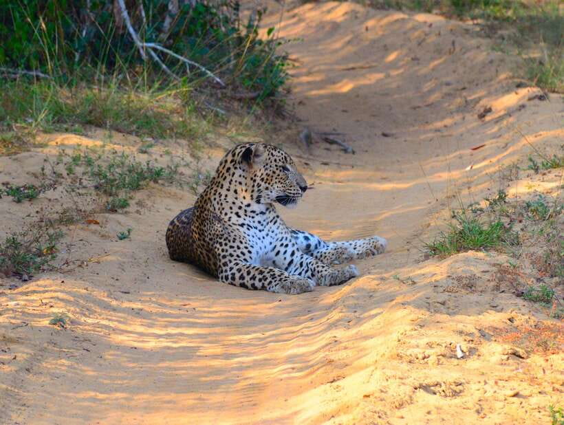 From Colombo/Negombo: Wilpattu National Park 4x4 Safari Tour - The best way to get your money’s worth