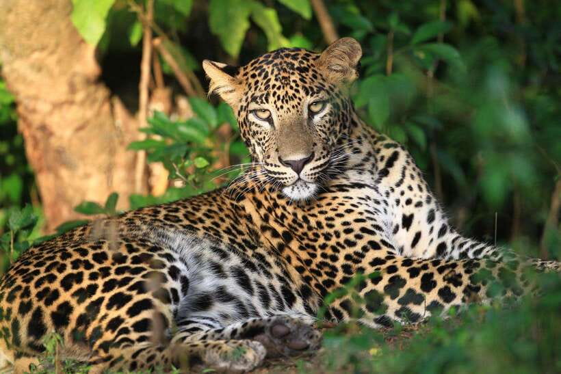 From Colombo/Negombo: Wilpattu National Park 4x4 Safari Tour - The big picture: a fast trip to Wilpattu’s wild side