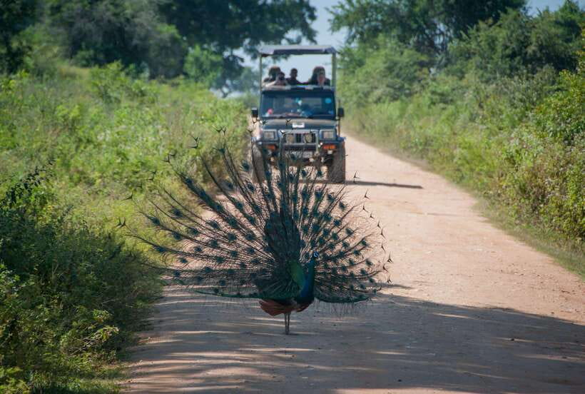 From Colombo/Negombo: Wilpattu National Park 4x4 Safari Tour - Pickup and road time from Negombo or Colombo