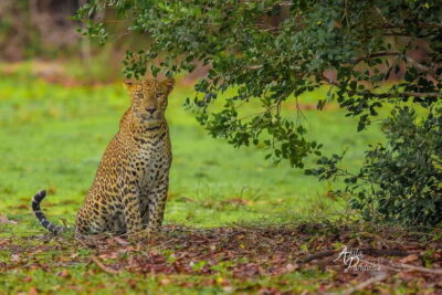 From Colombo/Negombo: Wilpattu National Park 4x4 Safari Tour - Price and value: $130 plus entrance and meals