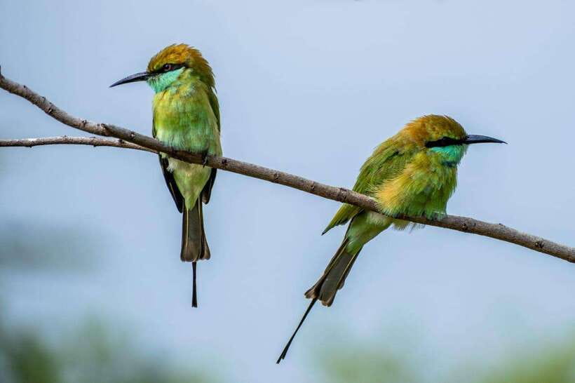 From Colombo/Negombo: Wilpattu National Park 4x4 Safari Tour - Spice and Herbal Garden: the cultural warm-up that’s easy to skip