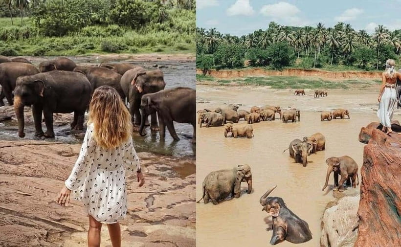 From Colombo: Pinnawala & Tea factory with Kandy Hotel Drop - Price and what you really get for $60