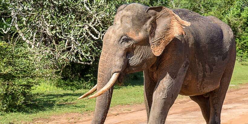 From Colombo: Udawalawa Safari & Elephant Transit Home Tour - Key highlights at a glance
