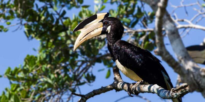 From Colombo: Udawalawa Safari & Elephant Transit Home Tour - Quick practical checklist before you go