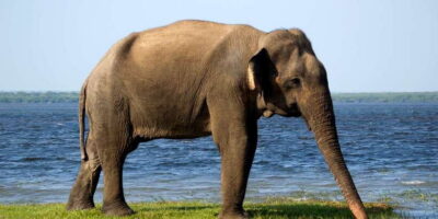 From Colombo: Udawalawa Safari & Elephant Transit Home Tour - The drive from Colombo: easy comfort, but plan for time