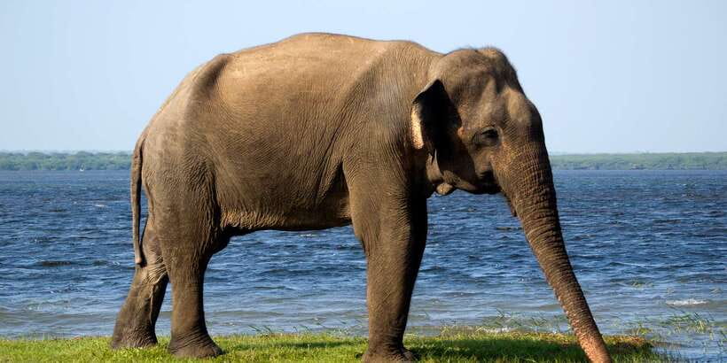 From Colombo: Udawalawa Safari & Elephant Transit Home Tour - The drive from Colombo: easy comfort, but plan for time
