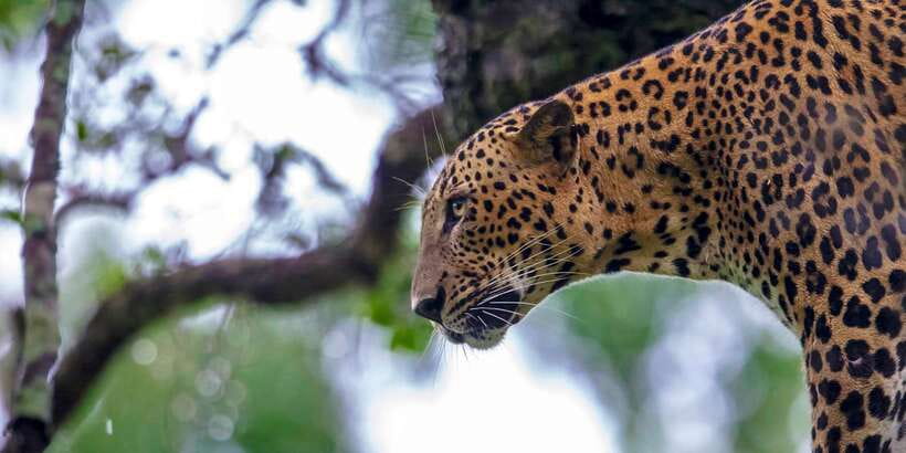 From Colombo: Yala National Park Safari with Transfer - Who this Yala safari suits best