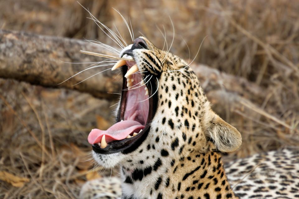 From Colombo: Yala National Park Safari with Transfer - What you’re really paying for: value and the real total cost