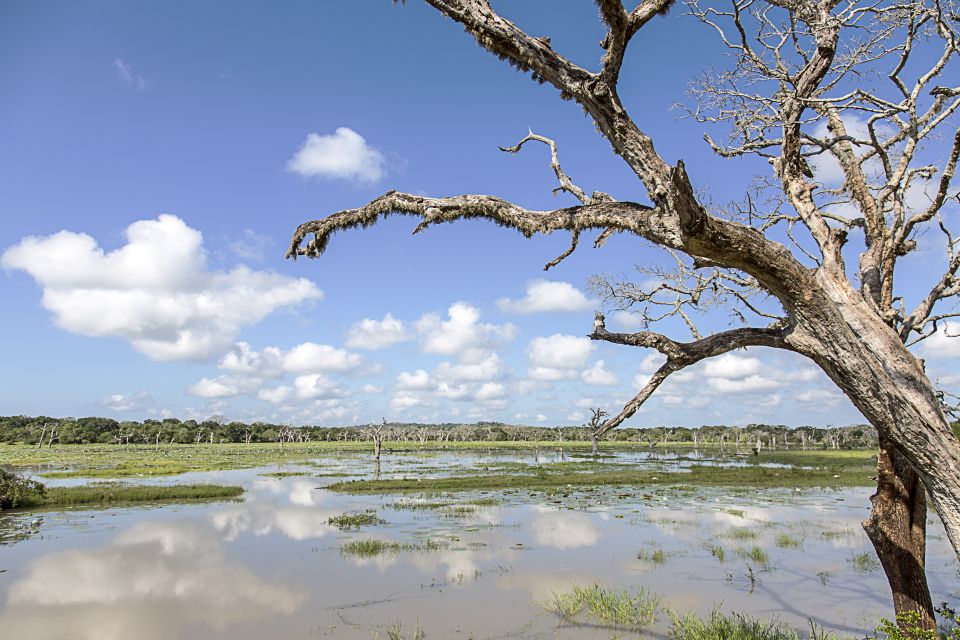 From Colombo: Yala National Park Safari with Transfer - Tips to help you see more (and enjoy it more)