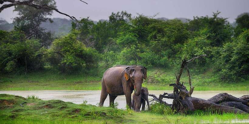 From Colombo: Yala National Park Safari with Transfer - Yala National Park by jeep: what “wildlife safari” really means