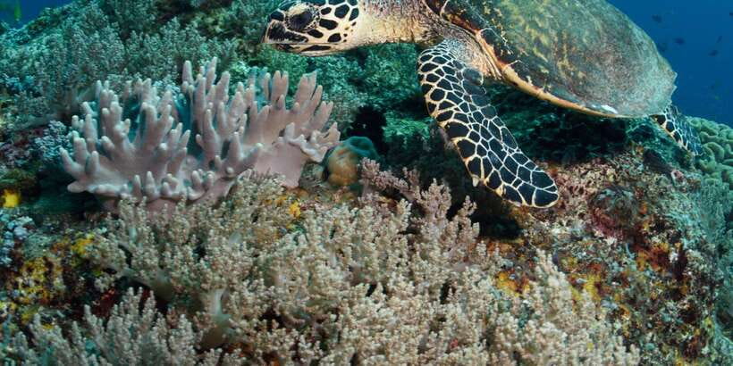 From Western Province: 2-Day Hill Country Highlights Trip - Day 1: Hikkaduwa Turtles, Galle Fort, Then Udawalawe Elephants