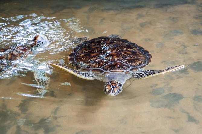 Galle Day Trip From Colombo - Madu River safari with Buddhi: mangroves, crocodiles, and temple islands