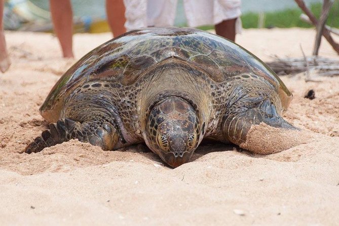 Galle Day Trip From Colombo - Who should book this Galle day trip (and who might skip it)