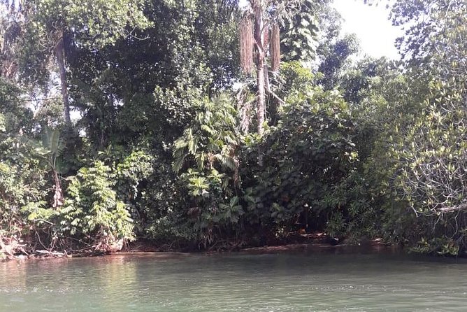 Galle Fort, Turtle, - Private Day Tour From Negombo or Colombo - Madu wetlands by the River Madu: a calmer pace