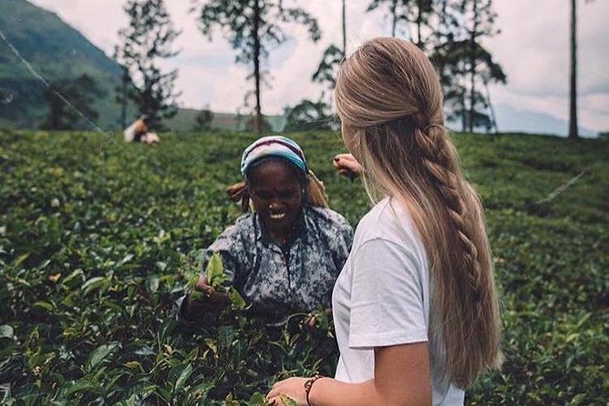 Kandy & Nuwara Eliya | 2 Days Tour - Kandy and Nuwara Eliya in two days, with the car rental removed