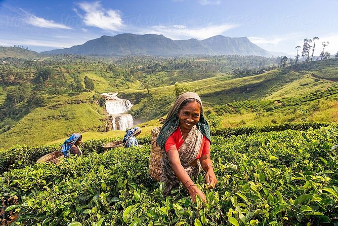 Kandy & Nuwara Eliya | 2 Days Tour - Herbal and Spice Garden: what the head massage and language support mean