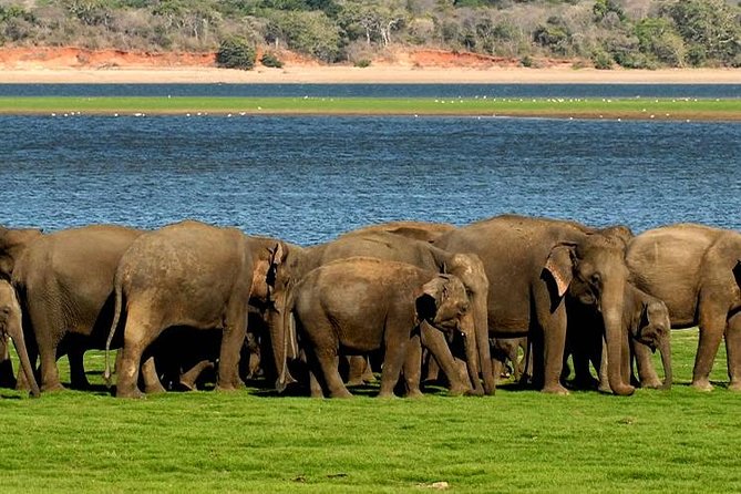 Minneriya Elephant Safari wth Sigiriya Lion Rock from Colombo - Early Pickup From Colombo: Be Ready at 6:00 am