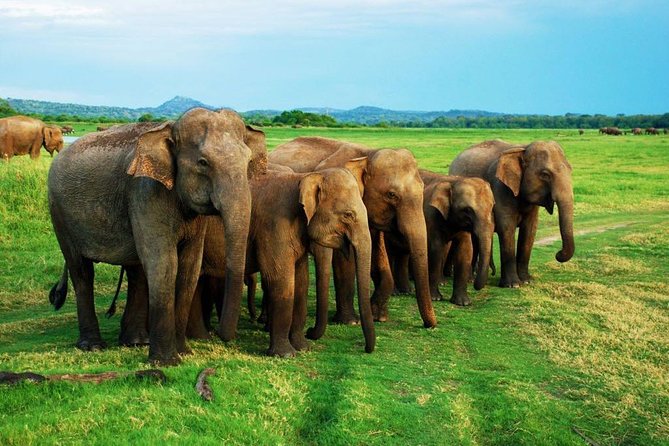 Minneriya Elephant Safari wth Sigiriya Lion Rock from Colombo - How the Private Routing Works (and Why It’s Worth It)