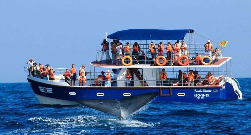 Mirissa Whale Watching, Tour A Once-in-a-Lifetime Experience - Mirissa Whale Watching: Why This Coast Works