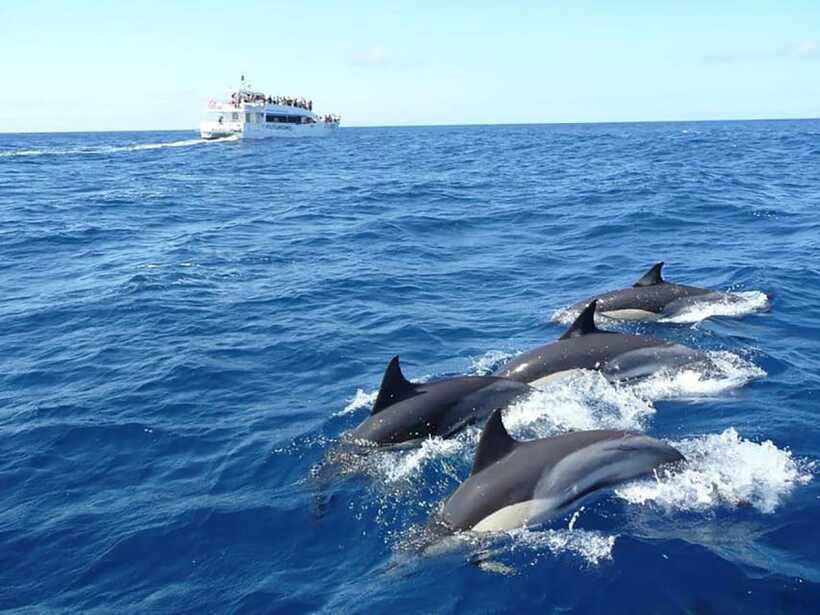 Mirissa Whale Watching, Tour A Once-in-a-Lifetime Experience - Boat Views: Coastline Scenery Meets Wildlife
