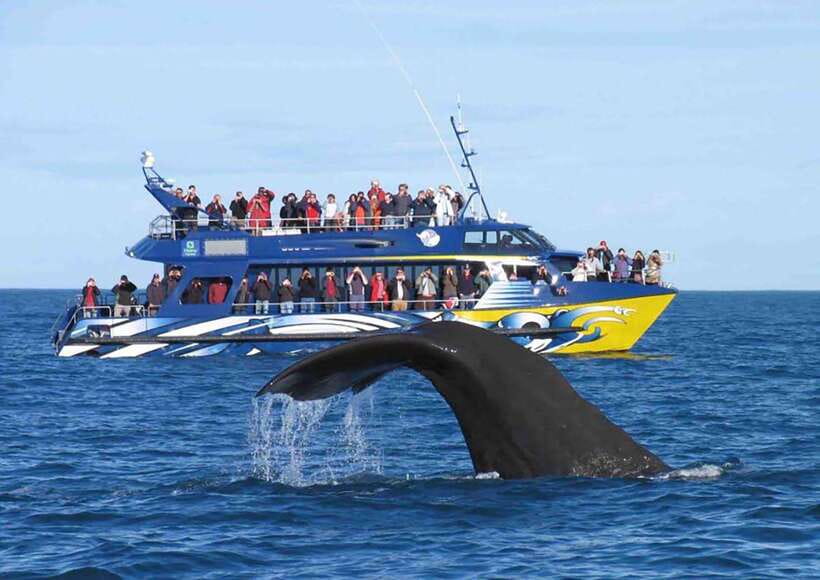 Mirissa Whale Watching, Tour A Once-in-a-Lifetime Experience - Who This Is Best For (and Who Should Rethink It)