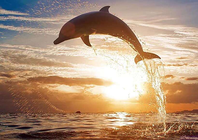 Mirissa Whale Watching, Tour A Once-in-a-Lifetime Experience - Season and Timing: When Blue Whales Are Most Likely