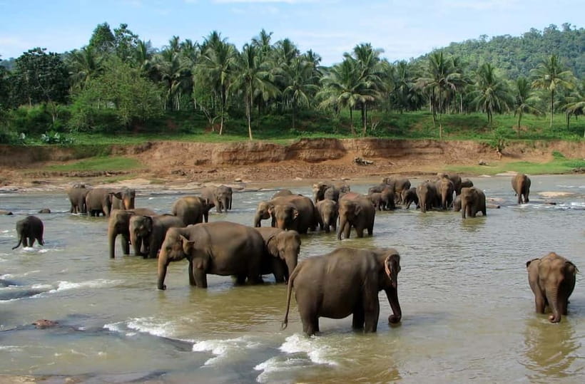 Negombo: Kandy and Pinnawala Elephant Orphanage Day Tour - Key highlights at a glance