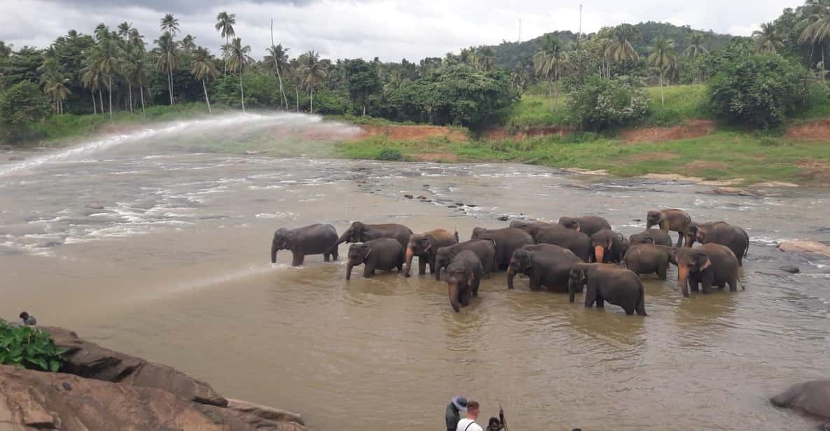 Negombo: Kandy and Pinnawala Elephant Orphanage Day Tour - Kandy Temple of the Sacred Tooth Relic: the spiritual centerpiece
