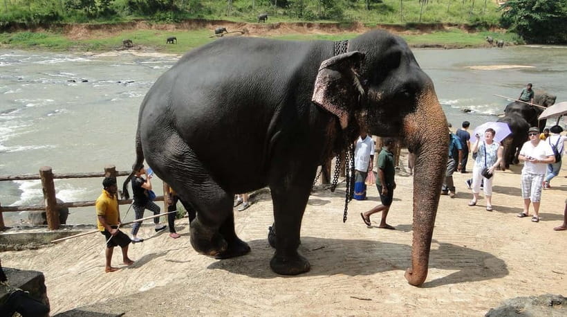 Negombo: Kandy and Pinnawala Elephant Orphanage Day Tour - Kandy viewpoint and market time: getting the views and the everyday life