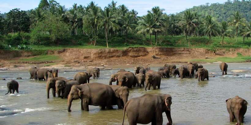 Negombo: Kandy and Pinnawala Elephant Orphanage Day Tour - Pinnawala Orphanage: elephant feeding and river bathing in a guided 2-hour visit