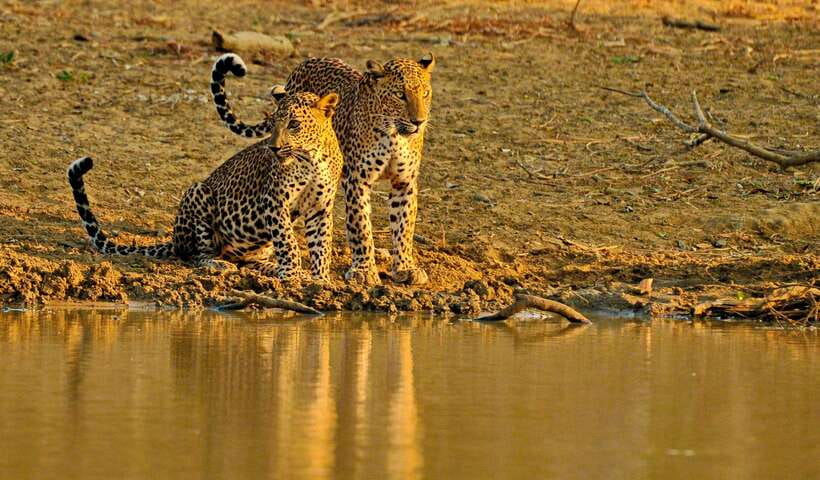 Overnight Treehouse Safari at Yala National Park - Key highlights at a glance