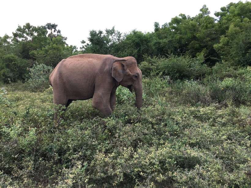 Overnight Treehouse Safari at Yala National Park - Wildlife odds: what you can hope to see in Yala