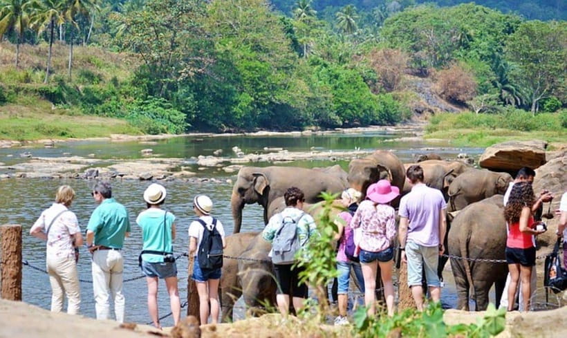 Pinnawala,Kandy Day Tour from Colombo/Negombo - Pinnawala Elephant Orphanage: bathing, feeding, and gentle realism