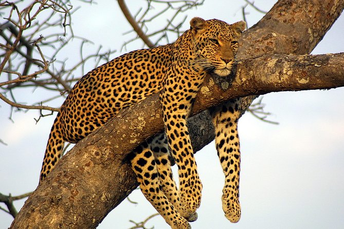 Private Day Trip to Yala National Park from Colombo - Why Yala from Colombo is a smart use of time