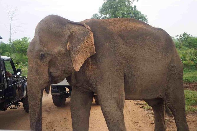 Private Day Trip to Yala National Park from Colombo - Inside Yala National Park: how the 4x4 jeep drive really works